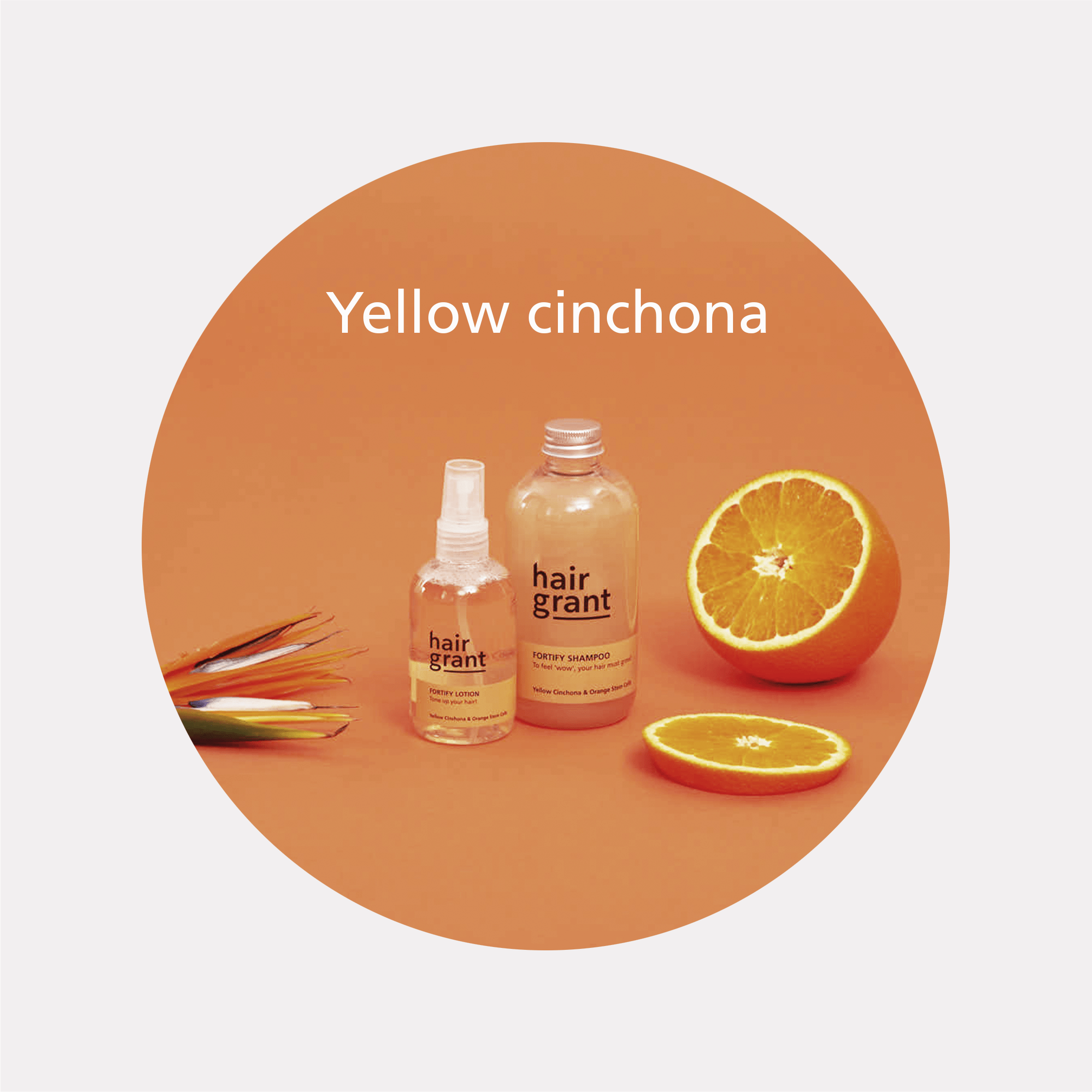 Yellow Cinchona